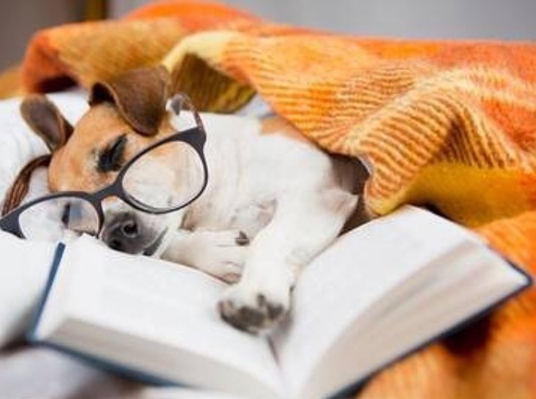 Puppy Day
