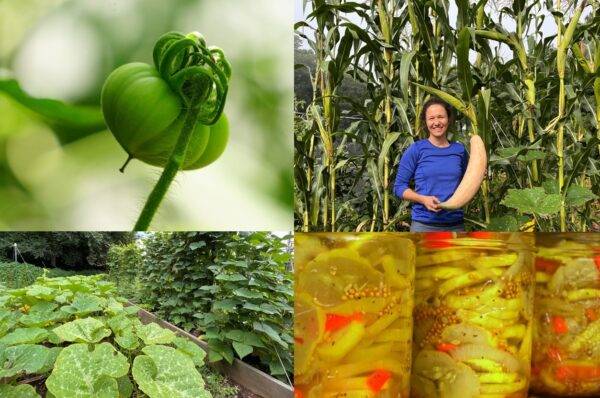 Photo collage with four photos: top left is a green tomato on the vine; top right is Professor Laura Boggess holding a gourd while standing in front of corn stalks; bottom left shows greens growing in planter boxes; bottom right shows pickled vegetables in Mason jars.