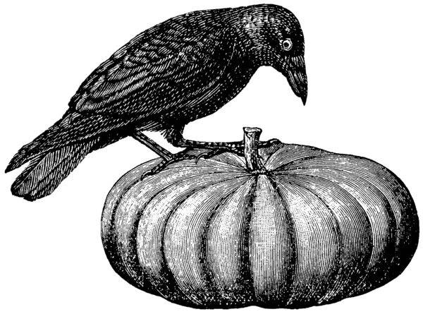 Black and white illustration of a raven perched on a gourd.