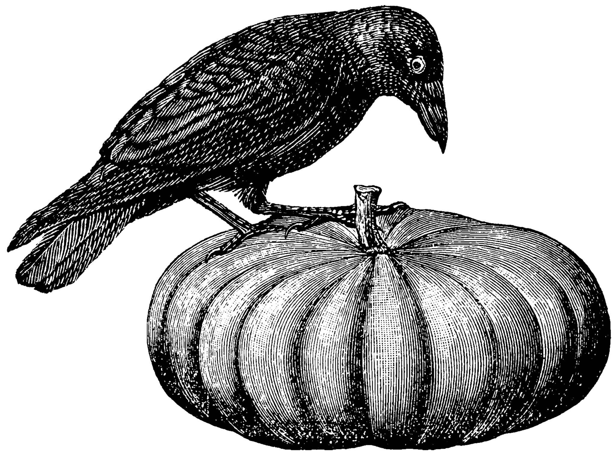 Black and white illustration of a raven perched on a gourd.