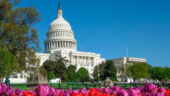 US Capitol in the spring with flowers in the foreground